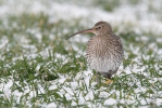 Großer Brachvogel