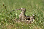 Großer Brachvogel