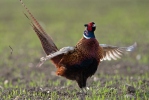 Hühnervögel (Galliformes)