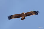 Kaiseradler