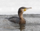 Kormoran