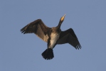 Kormoran