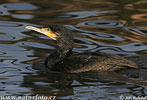 Kormoran