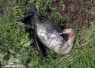 Kormoran