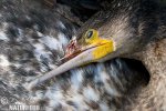 Kormoran