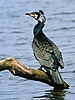 Kormoran