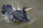 Kormoran