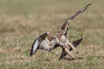 Mäusebussard