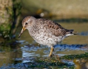 Meerstrandläufer