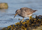 Meerstrandläufer