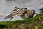 Meerstrandläufer