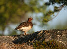 Moorschneehuhn