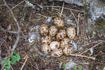 Moorschneehuhn