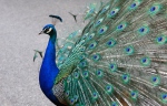 Pfau