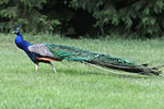 Pfau