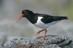 Regenpfeifervögel (Lariformes )