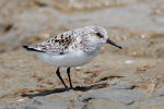 Sanderling