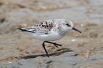 Sanderling