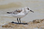 Sanderling