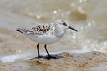 Sanderling