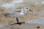 Sanderling