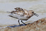 Sanderling