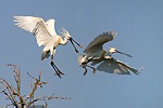 Schreitvögel (Ciconiiformes)