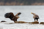 See Adler
