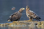 See Adler