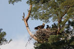 See Adler