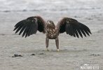 Seeadler