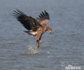 Seeadler