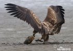 Seeadler