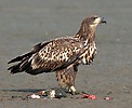 Seeadler