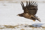 Seeadler