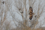 Seeadler