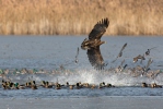 Seeadler