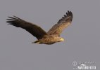 Seeadler