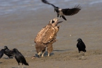 Seeadler