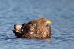 Seeadler