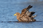 Seeadler