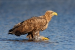 Seeadler