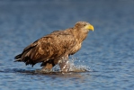 Seeadler