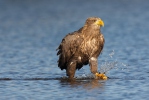 Seeadler