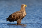 Seeadler