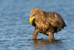 Seeadler