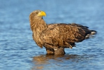 Seeadler