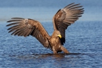 Seeadler