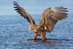 Seeadler