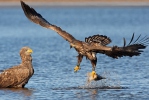 Seeadler